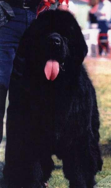 Фото: ньюфаундленд Twillin Gate Quomandor