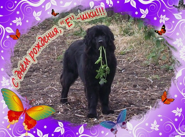 Фото: ньюфаундленд Super Premium Eliseyskaya Polyana (Супер Премиум Елисейская Поляна)