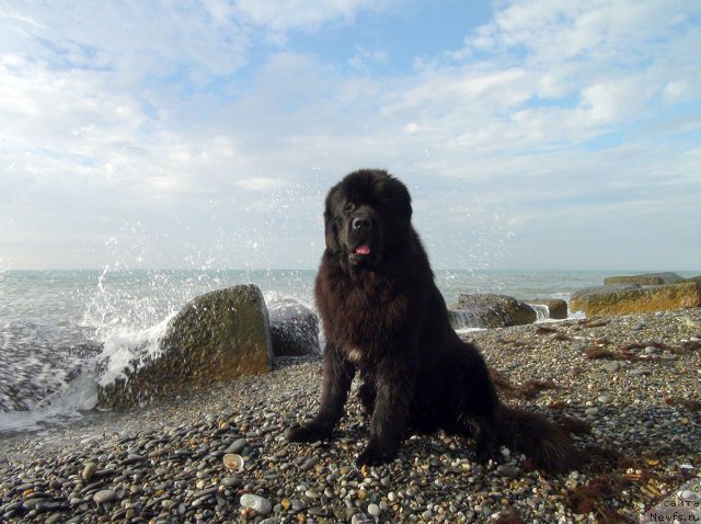 Фото: ньюфаундленд Potap Fidel' (Потап Фидель)