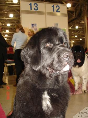 Фото: ньюфаундленд Blyek Diamond Agidel' ot Potapa Mersedes (Блэк Диамонд Агидель от Потапа Мерседес)