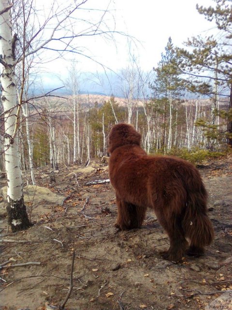 Фото: ньюфаундленд CHernyiy SHarm Abrikosovaya Karamel' (Черный Шарм Абрикосовая Карамель)