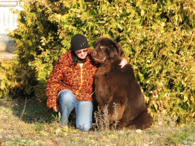 Фото: ньюфаундленд Aristokrat ot Rafayellyi (Аристократ от Рафаэллы)