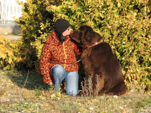 Фото: ньюфаундленд Aristokrat ot Rafayellyi (Аристократ от Рафаэллы)