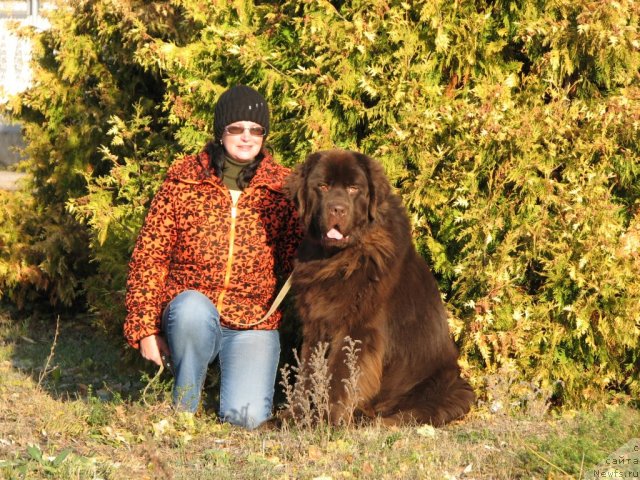 Фото: ньюфаундленд Aristokrat ot Rafayellyi (Аристократ от Рафаэллы)