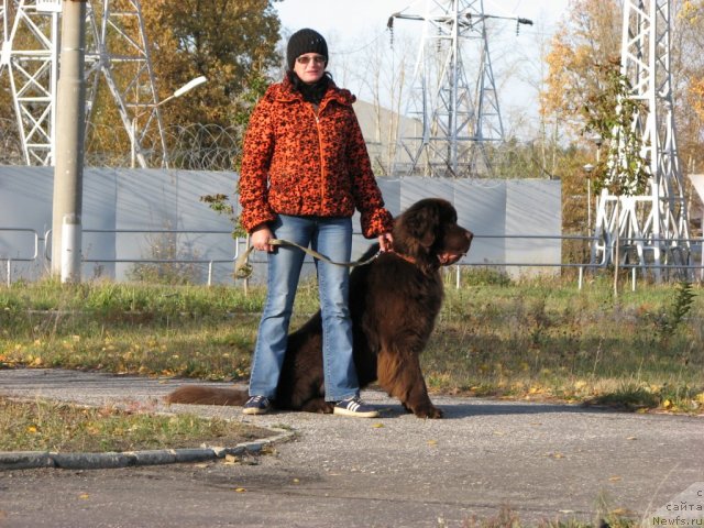 Фото: ньюфаундленд Aristokrat ot Rafayellyi (Аристократ от Рафаэллы)