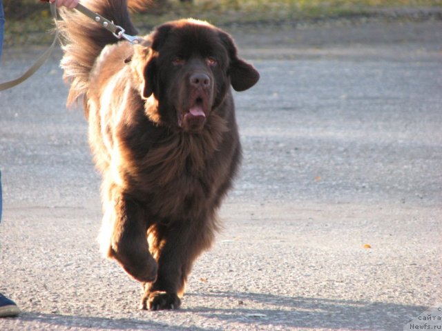 Фото: ньюфаундленд Aristokrat ot Rafayellyi (Аристократ от Рафаэллы)