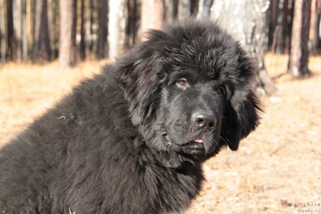 Фото: ньюфаундленд Izumrud Moey Dushi (Изумруд Моей Души)