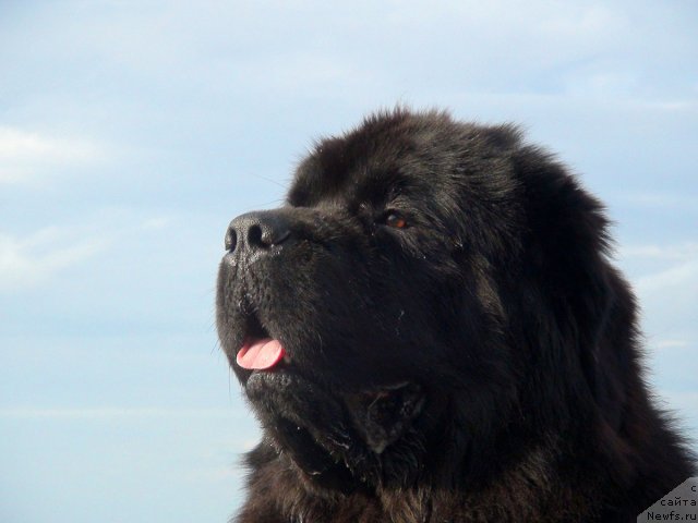 Фото: ньюфаундленд Potap Fidel' (Потап Фидель)