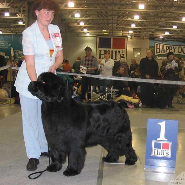 Фото: ньюфаундленд Yunspotid Hay iz Medvejyego Yara (Юнспотид Хай Из Медвежьего Яра)