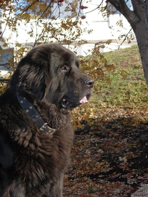 Фото: ньюфаундленд Lesnaya Skazka Raskrasavica (Лесная Сказка Раскрасавица)