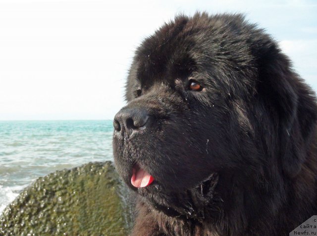 Фото: ньюфаундленд Potap Fidel' (Потап Фидель)