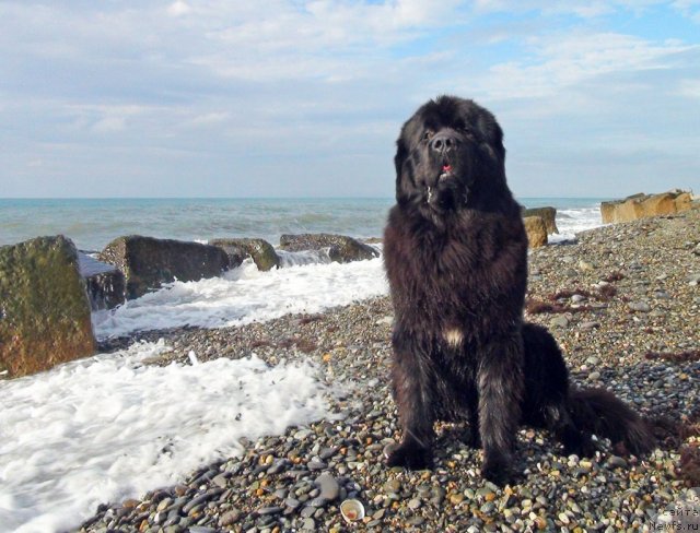 Фото: ньюфаундленд Potap Fidel' (Потап Фидель)