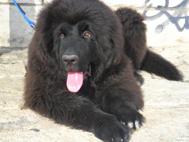 Фото: ньюфаундленд Pitern'yuf CHao-Kakao (Питерньюф Чао-Какао)
