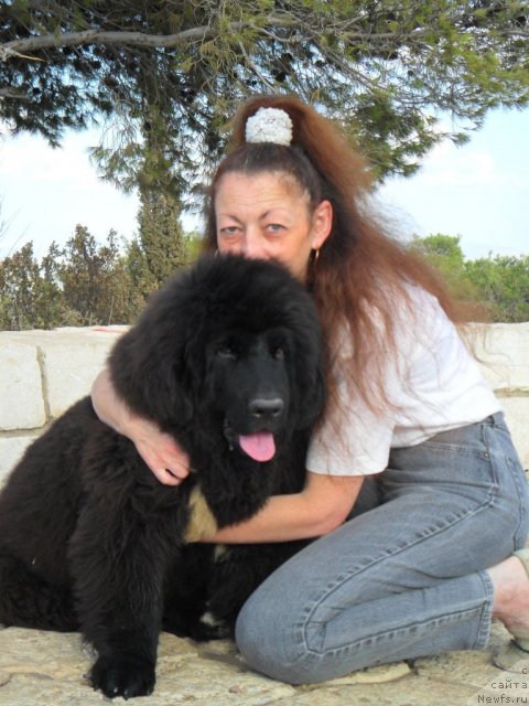 Фото: ньюфаундленд Pitern'yuf CHao-Kakao (Питерньюф Чао-Какао)