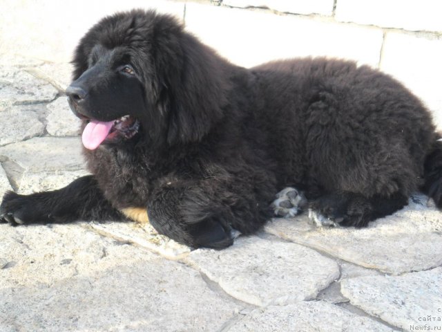 Фото: ньюфаундленд Pitern'yuf CHao-Kakao (Питерньюф Чао-Какао)