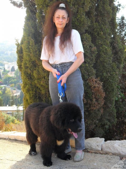 Фото: ньюфаундленд Pitern'yuf CHao-Kakao (Питерньюф Чао-Какао)