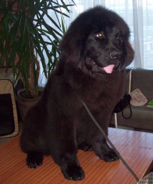 Фото: ньюфаундленд CHudnaya Krasavica (Чудная Красавица)