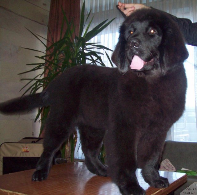Фото: ньюфаундленд CHudnaya Krasavica (Чудная Красавица)