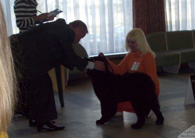 Фото: ньюфаундленд CHudnaya Krasavica (Чудная Красавица), Anna Portnyakova (Анна Портнякова)