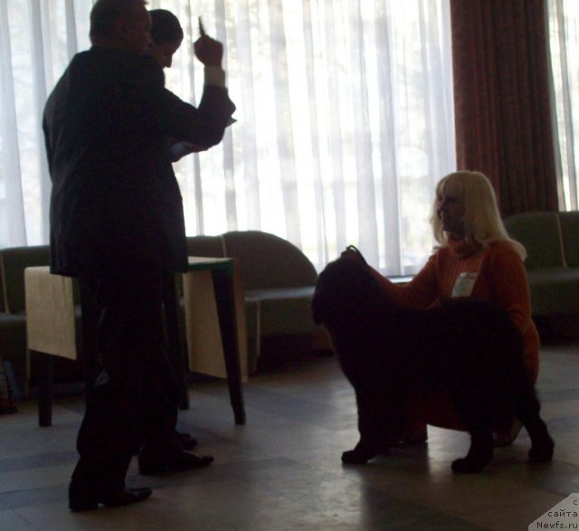 Фото: ньюфаундленд CHudnaya Krasavica (Чудная Красавица), Anna Portnyakova (Анна Портнякова)