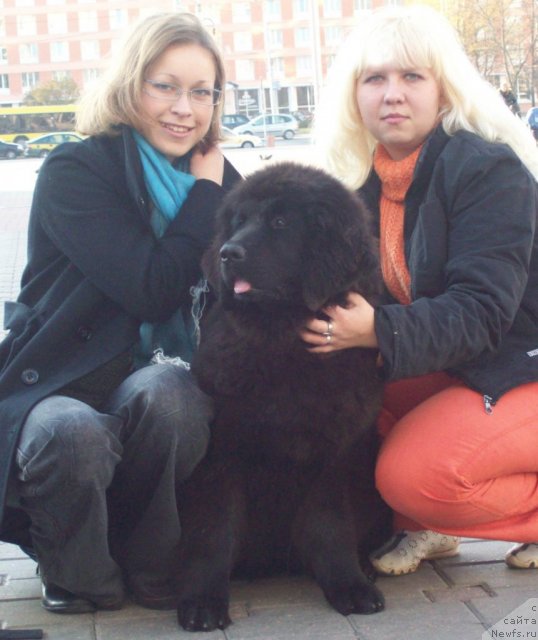 Фото: ньюфаундленд CHudnaya Krasavica (Чудная Красавица), Anna Portnyakova (Анна Портнякова), Маришка