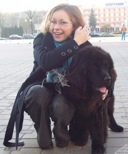Фото: ньюфаундленд CHudnaya Krasavica (Чудная Красавица), Маришка