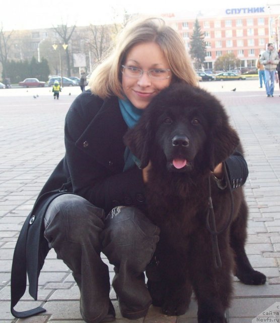 Фото: ньюфаундленд CHudnaya Krasavica (Чудная Красавица), Маришка