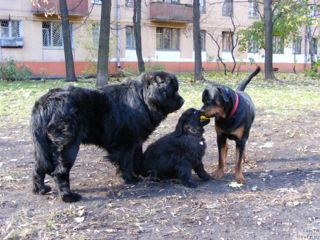 Фото: ньюфаундленд Plyushevaya Panda Mister Iks (Плюшевая Панда Мистер Икс)