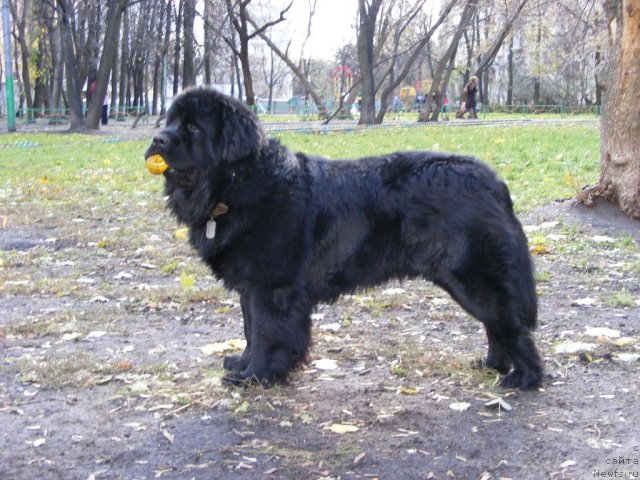 Фото: ньюфаундленд Plyushevaya Panda Mister Iks (Плюшевая Панда Мистер Икс)