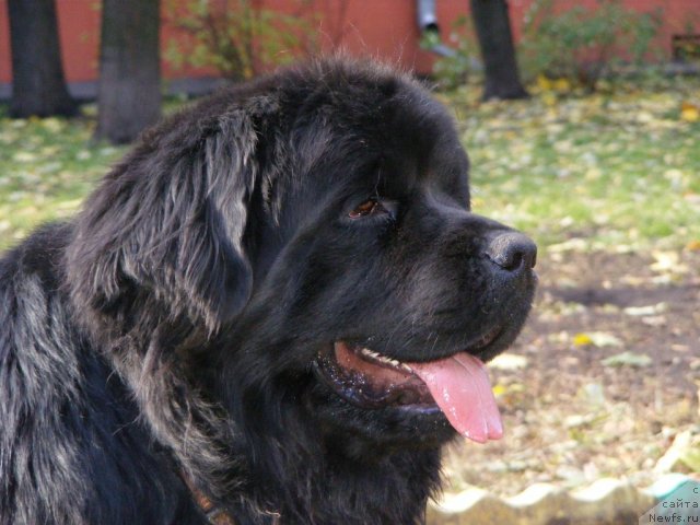 Фото: ньюфаундленд Plyushevaya Panda Mister Iks (Плюшевая Панда Мистер Икс)