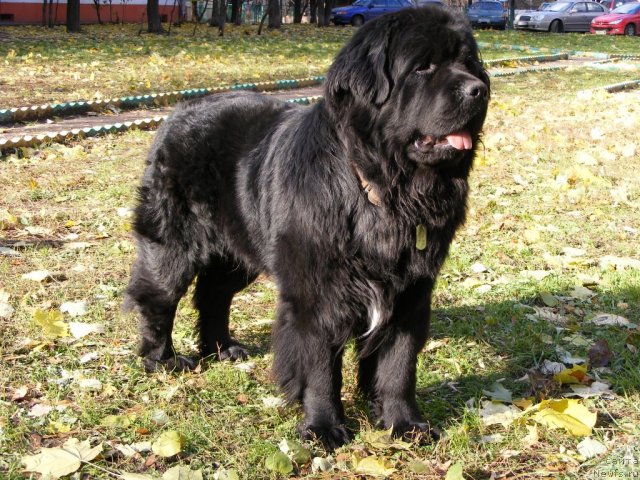 Фото: ньюфаундленд Plyushevaya Panda Mister Iks (Плюшевая Панда Мистер Икс)