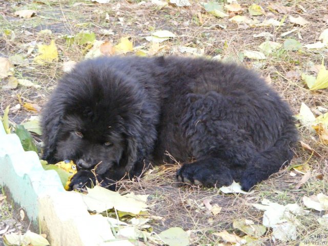 Фото: ньюфаундленд Ih Vyisochestvo Vilbart Miryey (Их Высочество Вилбарт Мирэй)