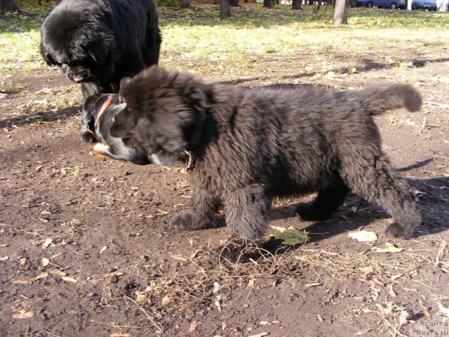 Фото: ньюфаундленд Ih Vyisochestvo Vilbart Miryey (Их Высочество Вилбарт Мирэй)