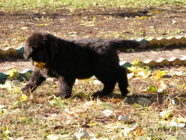 Фото: ньюфаундленд Ih Vyisochestvo Vilbart Miryey (Их Высочество Вилбарт Мирэй)