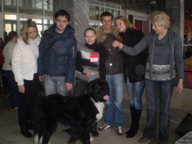 Фото: ньюфаундленд Ovaciya Bravo Bis (Овация Браво Бис)