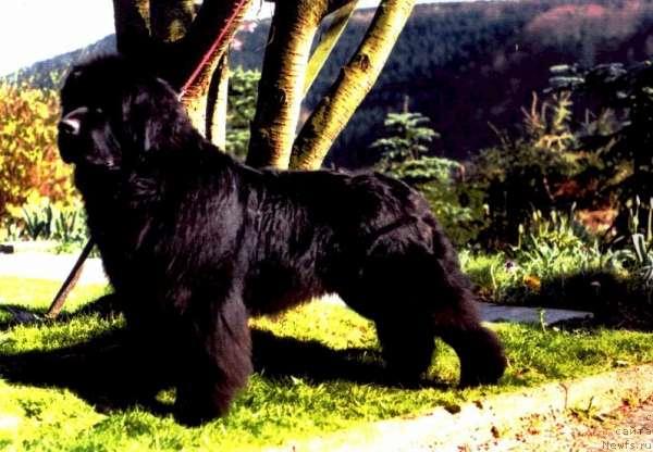 Фото: ньюфаундленд Twillin Gate Quomandor