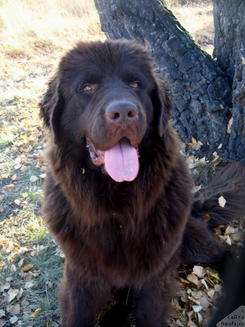 Фото: ньюфаундленд CHernyiy SHarm Amber Best Dog FO Marleon (Черный Шарм Амбер Бест Дог ФО Марлеон)