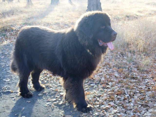 Фото: ньюфаундленд CHernyiy SHarm Amber Best Dog FO Marleon (Черный Шарм Амбер Бест Дог ФО Марлеон)