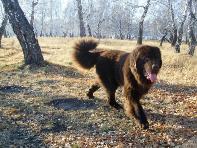 Фото: ньюфаундленд CHernyiy SHarm Amber Best Dog FO Marleon (Черный Шарм Амбер Бест Дог ФО Марлеон)