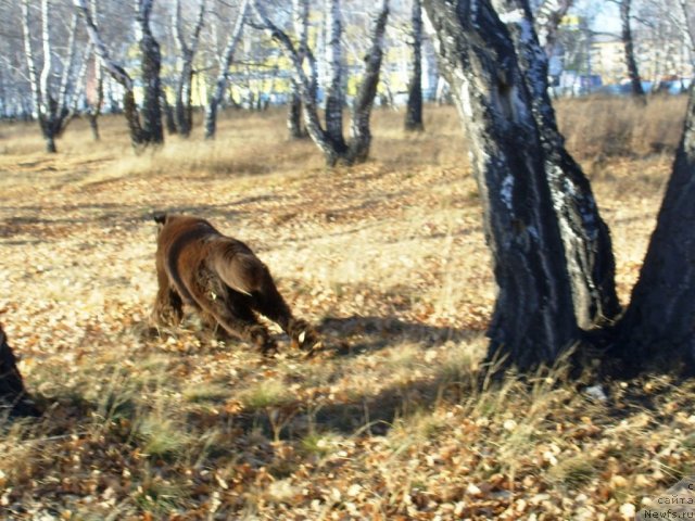 Фото: ньюфаундленд CHernyiy SHarm Amber Best Dog FO Marleon (Черный Шарм Амбер Бест Дог ФО Марлеон)