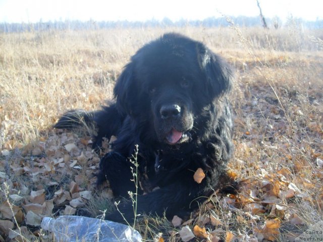 Фото: ньюфаундленд Carevich Imperii N'yuf ot Marleon Dusvik (Царевич Империи Ньюф от Марлеон Дусвик)