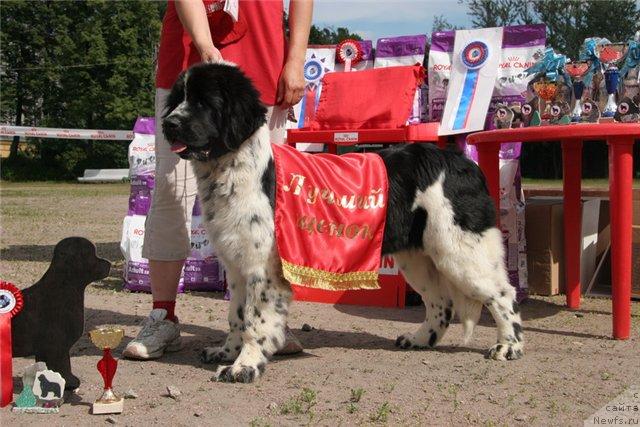 Фото: ньюфаундленд Mag Ispolin Carte Blanche for Piternyuf (Маг Исполин Карте Бланч фор Питерньюф)