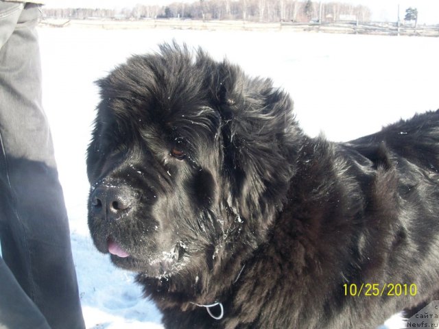 Фото: ньюфаундленд Yarada iz Sibirskoy Glubinki (Ярада из Сибирской Глубинки)