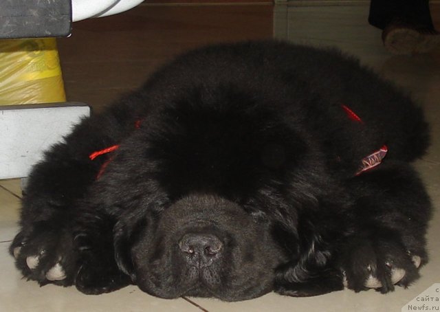 Фото: ньюфаундленд Ih Vyisochestvo Gold Andjel Tiv'en (Их Высочество Голд Анджел Тивьен)