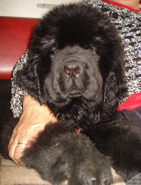 Фото: ньюфаундленд Ih Vyisochestvo Gold Andjel Tiv'en (Их Высочество Голд Анджел Тивьен)