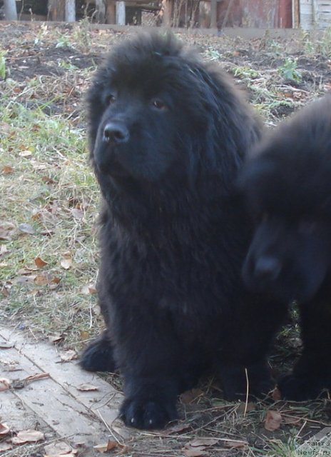 Фото: ньюфаундленд Ih Vyisochestvo Glamur Dodji (Их Высочество Гламур Доджи)