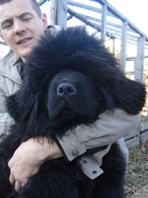 Фото: ньюфаундленд Ih Vyisochestvo Glamur Dodji (Их Высочество Гламур Доджи)