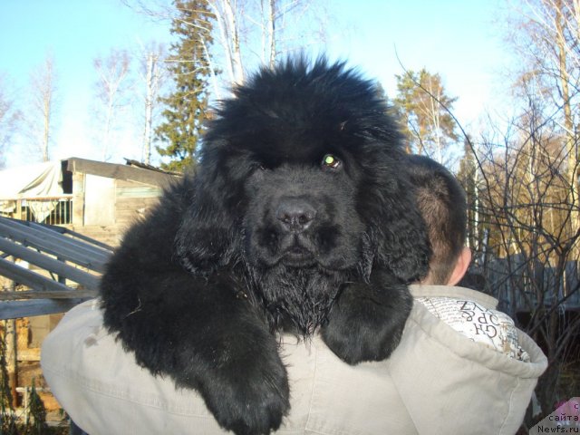 Фото: ньюфаундленд Ih Vyisochestvo Giacinta Briz (Их Высочество Гиацинта Бриз)