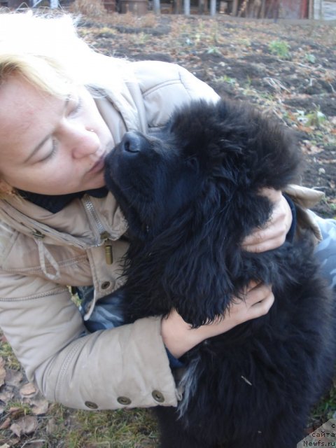 Фото: ньюфаундленд Ih Vyisochestvo Giacinta Briz (Их Высочество Гиацинта Бриз)