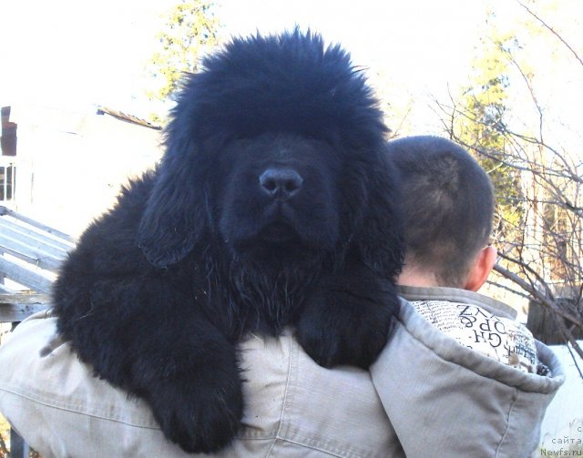 Фото: ньюфаундленд Ih Vyisochestvo Giacinta Briz (Их Высочество Гиацинта Бриз)